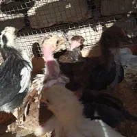 جوجه گلین اصل|حیوانات مزرعه|مهریز, |دیوار