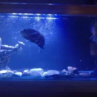 اکواریوم و ماهی|ماهی|قرچک, میرزائی شمالی|دیوار