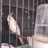 طوطی عروس نر