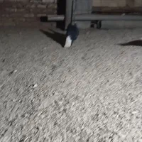 کبوتر زاغ دمسفید|حیوانات|زاهدان, |دیوار