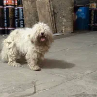 سگ پاکوتاه پیدا شده