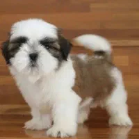 فروش سگ های جیبی و مینیاتوری،گربه های خانگی|سگ|تبریز, |دیوار