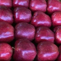 سیب قرمز درجه یک