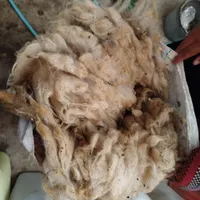 پشم گوسفند