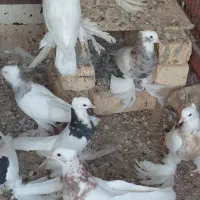 انواع کبوترهای طوقی پاپَربلند سلطانی ب شرط تخم|پرنده|کوخرد هرنگ, |دیوار