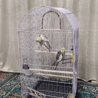 عروس هلندی و قفس