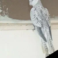 عروس نر|پرنده|دورود, |دیوار