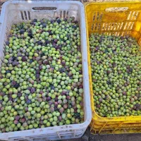 روغن زیتون درختان آربیکن|خوردنی و آشامیدنی|گیلوان, |دیوار