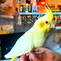 *انواع پرنده های زینتی از 250 هزار به بالا*