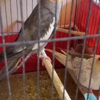 عروس هلندی مولد