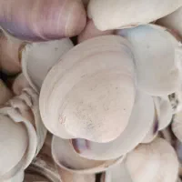گوش ماهی( صدف )