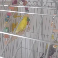 قفس پرنده پایه دار،طوطی عروس گل باقالی،مرغ عشق نر|پرنده|آمل, |دیوار