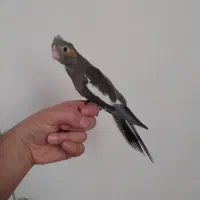 عروس هلندی نر شاه تخم|پرنده|تهران, جوادیه تهرانپارس|دیوار