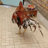 خروس لاری