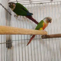 یک جفت گیرنجیک نر و ماده