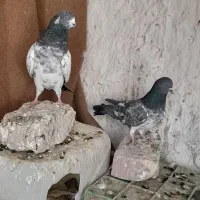 پاکستانی|پرنده|کرباسک, |دیوار