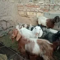 بز جوان|حیوانات مزرعه|مهریز, |دیوار