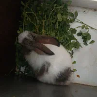 فروش خرگوش|موش و خرگوش|فولادشهر, B5|دیوار