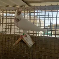 کبوتر کفتر جفت ماهرو کاشان و دوتاماده سوسکی و سفید|پرنده|اصفهان, شیخ اشراق|دیوار