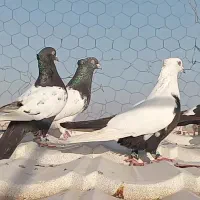 رنگی هوایی|پرنده|اهواز, امانیه|دیوار