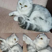 گربه سیلور ماده