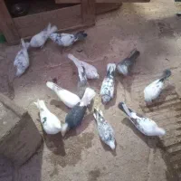 کبوتر پرشی ۱۷عدد ۲ملیون