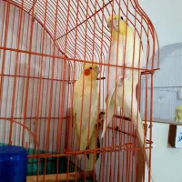 یک جفت عروس هلندی  بفروش میرسد