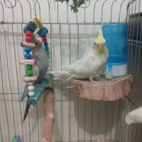 عروس هلندی|پرنده|پاکدشت, شهرک امام رضا|دیوار