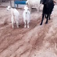 ۱۰راس بز نژاد گلچین دوقلو کردی