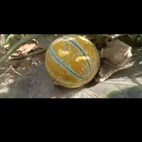 خربزه شاه پسند