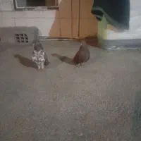 کبوترسرخ وگرگی