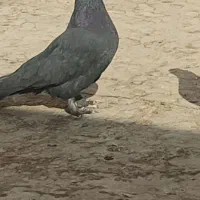 کبوتر گمشده