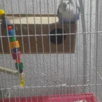 طوطی برزیلی|پرنده|ری, سیزده آبان|دیوار