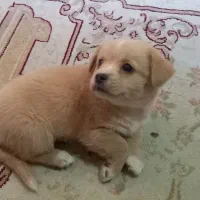 سگ پاکوتاه ۳ میلیون