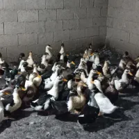 فروش اردک محلی
