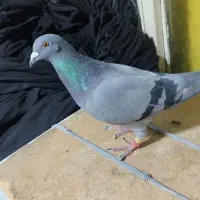 کبوتر.پلاکی. ماده.ازبلندی گرفتم|پرنده|تهران, مولوی|دیوار