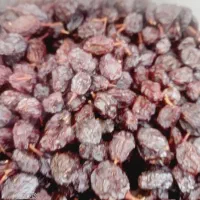 فروش مویز وکشمش