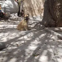 توله سگ نر قدرجونی