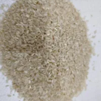 فروش برنج تازه چمپا دانه درشت وسنگین و خوش عطر