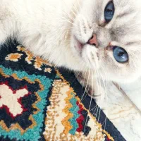 گربه اسکاتیش