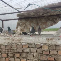 کبوتر|پرنده|نگین شهر, |دیوار