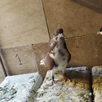 کبوتر شهری|پرنده|نی‌ریز, |دیوار