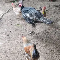 بوقلمون|حیوانات مزرعه|امیدیه, |دیوار