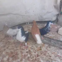 کبوتر شهری سیاه و زرد