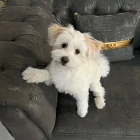 سگ شیتزو پامر