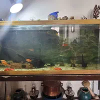اکواریوم کامل