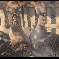 قوغاز تولوز