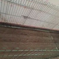 داگ پارک 8 تیکه