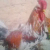 فروش خروس