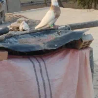 کبوتر|پرنده|شوشتر, |دیوار